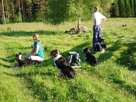 Jeanett o Nils och massa hundar