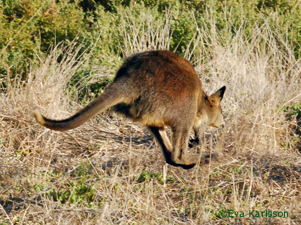 kanguru