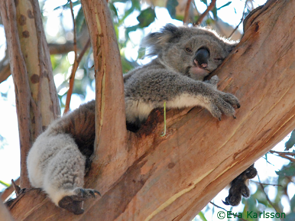 koala