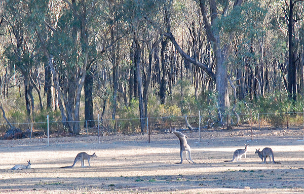 kanguru2