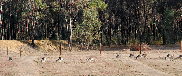 kanguruflock