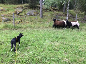 Bernie har börjat tända på fåren. Han tycker att hörnet är en bra plats för dem att stå på. Den så kallade träningen går ut på att vi går efter fåren med (slak) lina på. Försöker hjälpa honom få in rätta känslan för hur får fungerar. Släpper inte runt honom förrän jag ser att han kommer klara det på ett bra sätt. Än så länge är han för liten och jag vill inte ha massa spring och jakt. Han ser inte ut att vansläktas :)